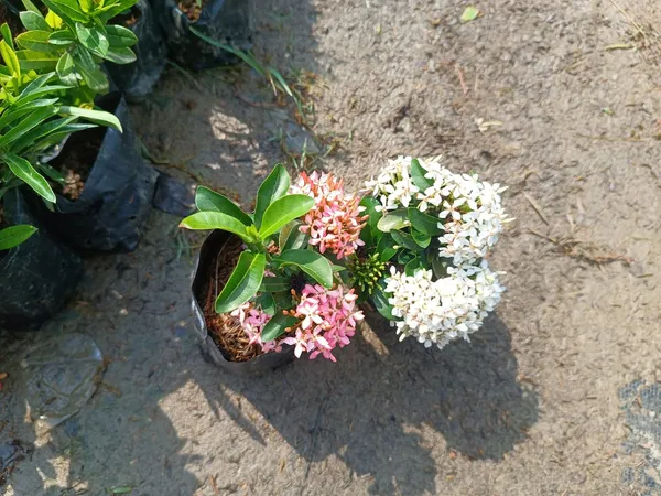 Beautiful_Mini_Rangan_Flower_Plant_Rangana_Flower_(COMBO_Pack_Of_1_Color)_Plant_Good_Variety