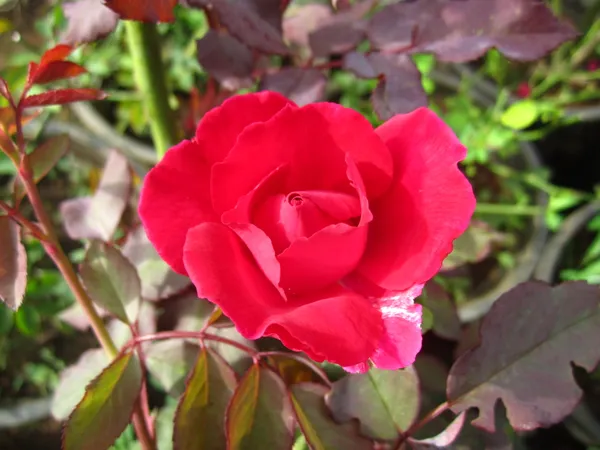 Beautiful_Red_Rose_Plant_With_Amazing_Fragrance,_Red_Rose_Enhance_Your_Garden_Beauty_(1.5-3.5_Ft_Plant_Height)_Pack_Of_1