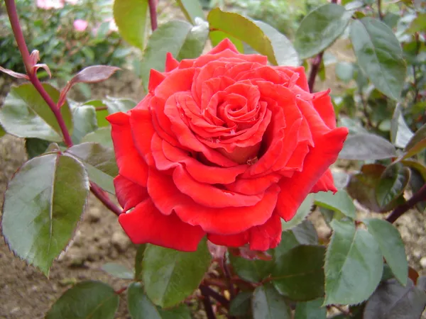 Beautiful_Red_Rose_Plant_With_Amazing_Fragrance,_Red_Rose_Enhance_Your_Garden_Beauty_(1.5-3.5_Ft_Plant_Height)_Pack_Of_1