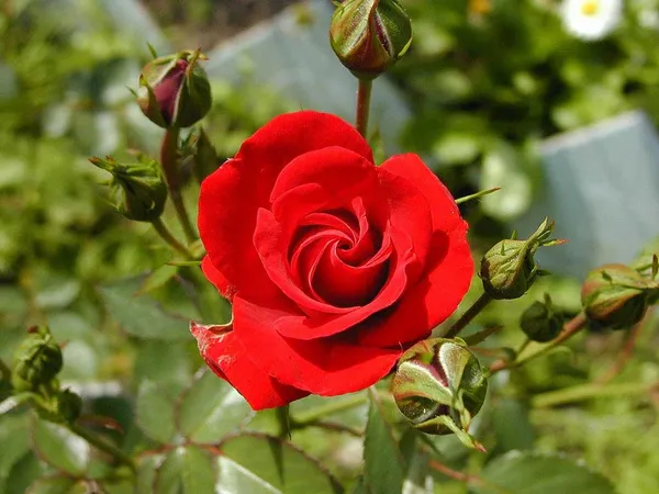 Beautiful_Red_Rose_Plant_With_Amazing_Fragrance,_Red_Rose_Enhance_Your_Garden_Beauty_(1.5-3.5_Ft_Plant_Height)_Pack_Of_1