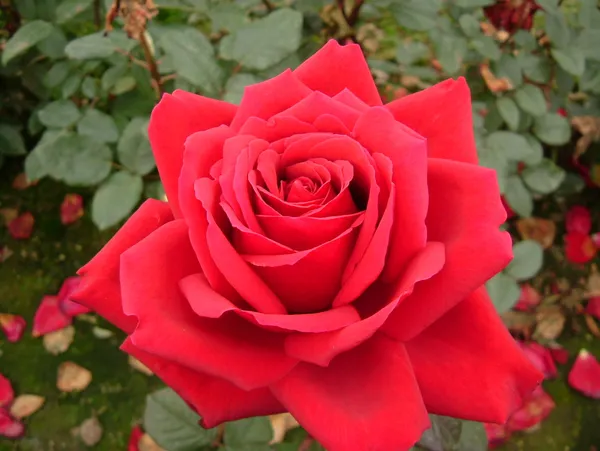 Beautiful_Red_Rose_Plant_With_Amazing_Fragrance,_Red_Rose_Enhance_Your_Garden_Beauty_(1.5-3.5_Ft_Plant_Height)_Pack_Of_1