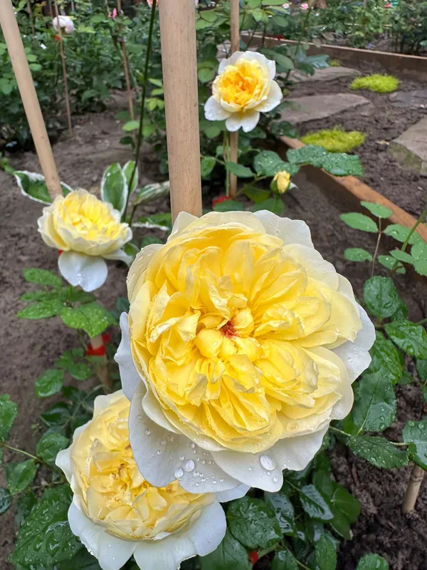 Beautiful_Rose_Flower_Plant_(1.5-2.5_Ft_Height)_For_Gardening,_Pack_Of_2