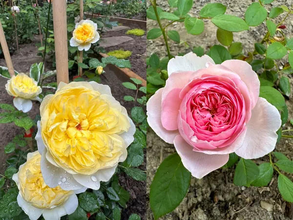 Beautiful_Rose_Flower_Plant_(1.5-2.5_Ft_Height)_For_Gardening,_Pack_Of_2