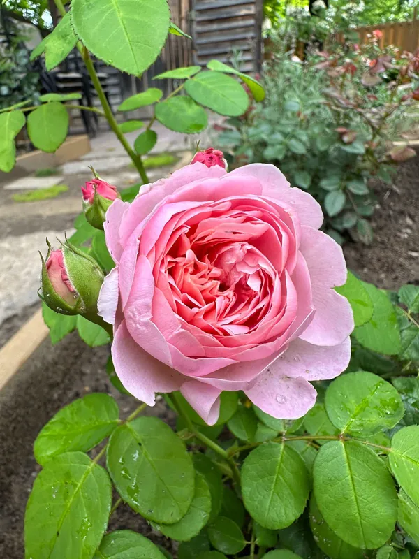 Beautiful_Rose_Flower_Plant_(1.5-2.5_Ft_Height)_For_Gardening,_Pack_Of_2