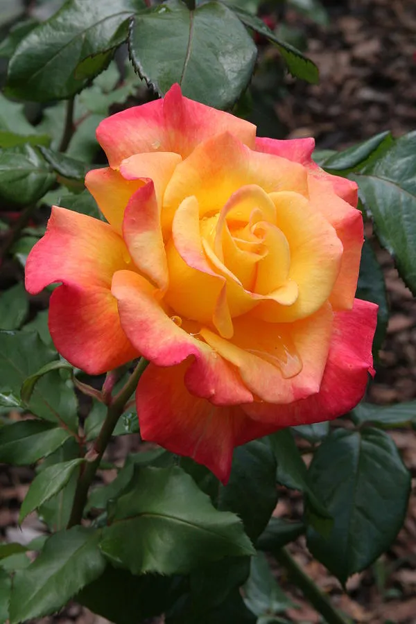 Bicolor_Rose_Flowering_Plant_&_Tree_(1.5-3.5_Ft_Height)_For_Shrub/Bush/Home_Garden_(Hybrid,_Pack_Of_1)
