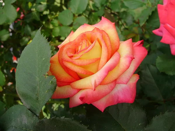 Bicolor_Rose_Flowering_Plant_&_Tree_(1.5-3.5_Ft_Height)_For_Shrub/Bush/Home_Garden_(Hybrid,_Pack_Of_1)