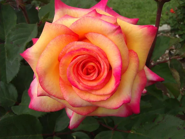 Bicolor_Rose_Flowering_Plant_&_Tree_(1.5-3.5_Ft_Height)_For_Shrub/Bush/Home_Garden_(Hybrid,_Pack_Of_1)