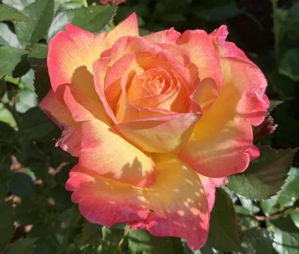 Bicolor_Rose_Flowering_Plant_&_Tree_(1.5-3.5_Ft_Height)_For_Shrub/Bush/Home_Garden_(Hybrid,_Pack_Of_1)