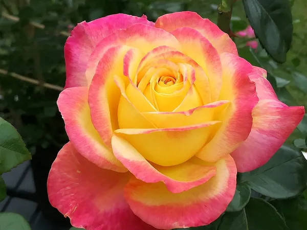 Bicolor_Rose_Flowering_Plant_&_Tree_(1.5-3.5_Ft_Height)_For_Shrub/Bush/Home_Garden_(Hybrid,_Pack_Of_1)