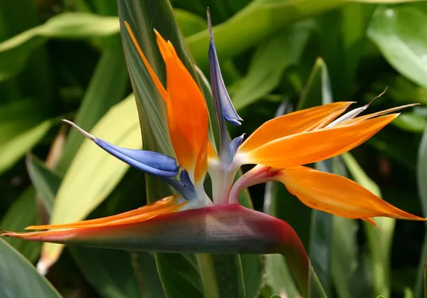 Bird_Of_Paradise_Uqunic_Flower_Plant_With_A_Dramatic_&_Colorful_Touch_To_Any_Garden_Or_Indoor_Space_(1.5-3.5_Ft_Height)_Pack_Of_1