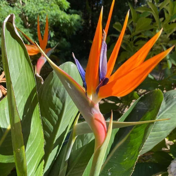 Bird_Of_Paradise_Uqunic_Flower_Plant_With_A_Dramatic_&_Colorful_Touch_To_Any_Garden_Or_Indoor_Space_(1.5-3.5_Ft_Height)_Pack_Of_1