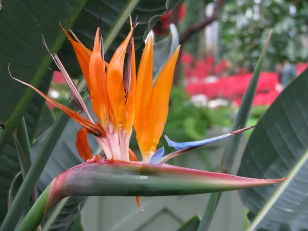 Bird_Of_Paradise_Uqunic_Flower_Plant_With_A_Dramatic_&_Colorful_Touch_To_Any_Garden_Or_Indoor_Space_(1.5-3.5_Ft_Height)_Pack_Of_1