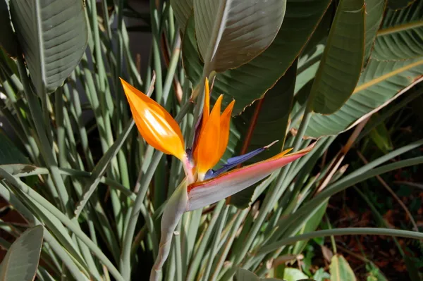 Bird_Of_Paradise_Vibrant_Flower_Plant_For_Home_Decor/Garden_(1.5-3.5_Ft_Height)_Pack_Of_1