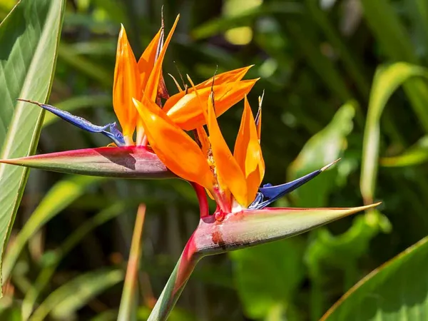Bird_Of_Paradise_Vibrant_Flower_Plant_For_Home_Decor/Garden_(1.5-3.5_Ft_Height)_Pack_Of_1