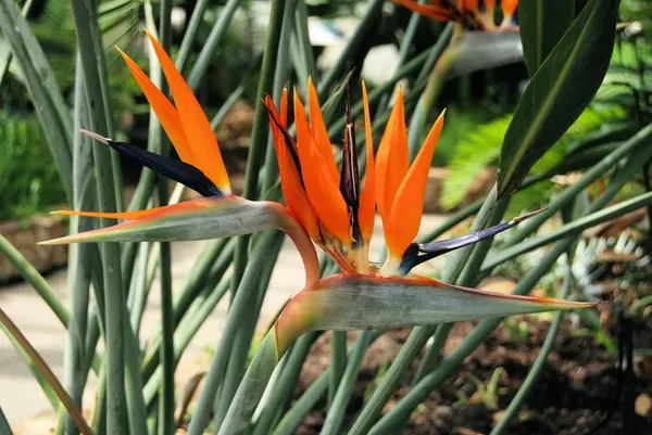 Bird_Of_Paradise_(Air_Purifying)_Best_House_Plant/Indoor_Plant/Office_Decor/Garden_(1.5-3.5_Ft_Height)_Pack_Of_1
