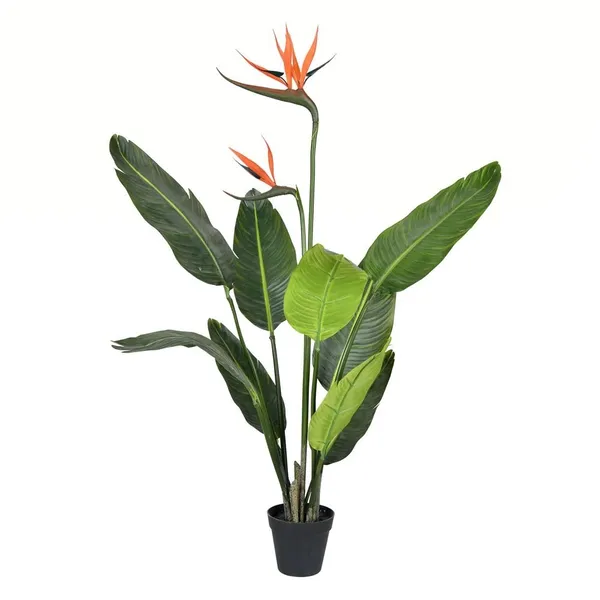 Bird_Of_Paradise_(Air_Purifying)_Best_House_Plant/Indoor_Plant/Office_Decor/Garden_(1.5-3.5_Ft_Height)_Pack_Of_1