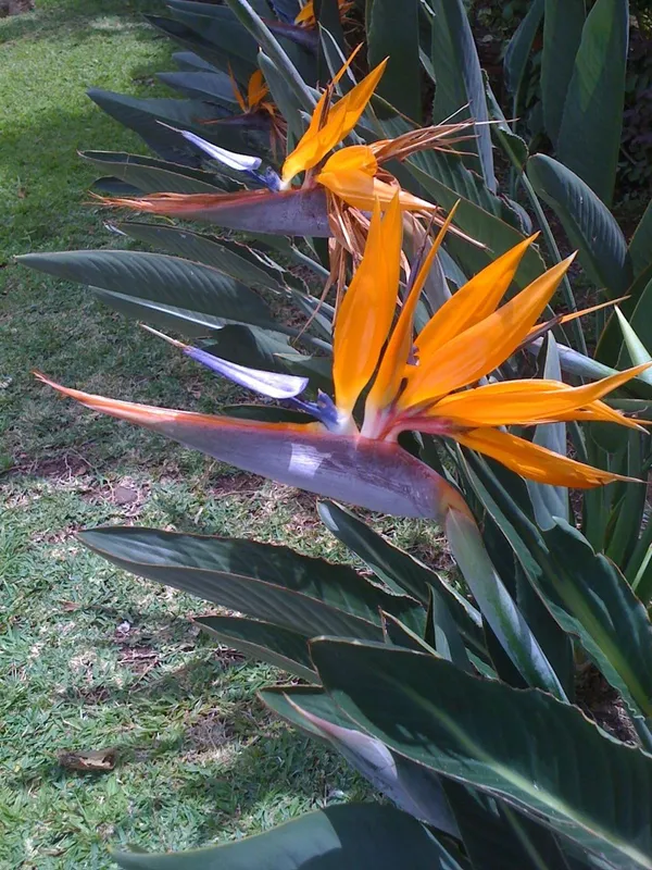 Bird_Of_Paradise_(Air_Purifying)_Best_House_Plant/Indoor_Plant/Office_Decor/Garden_(1.5-3.5_Ft_Height)_Pack_Of_1
