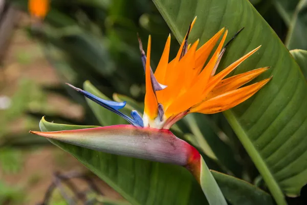 Bird_Of_Paradise_(Air_Purifying)_Best_House_Plant/Indoor_Plant/Office_Decor/Garden_(1.5-3.5_Ft_Height)_Pack_Of_1