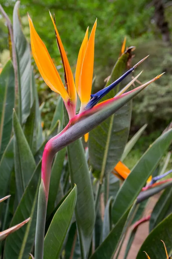 Bird_Of_Paradise_(Air_Purifying)_Best_House_Plant/Indoor_Plant/Office_Decor/Garden_(1.5-3.5_Ft_Height)_Pack_Of_1