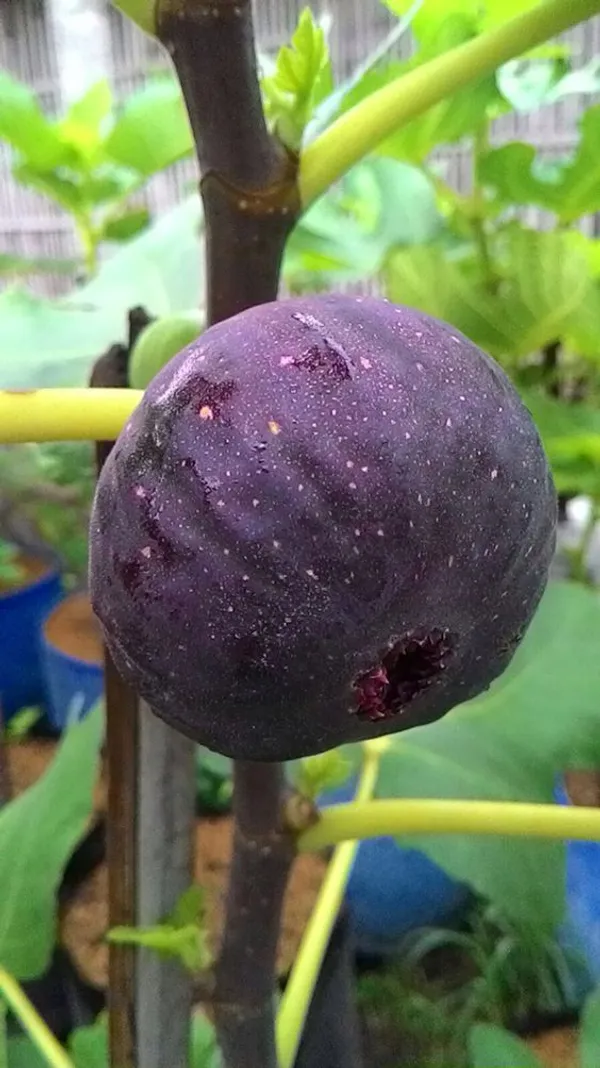 Black_Fig_(Anjeer)_Fruit_Tree_Plant_-_Healthy,_Fruit-Bearing_Plant_for_Home_Garden