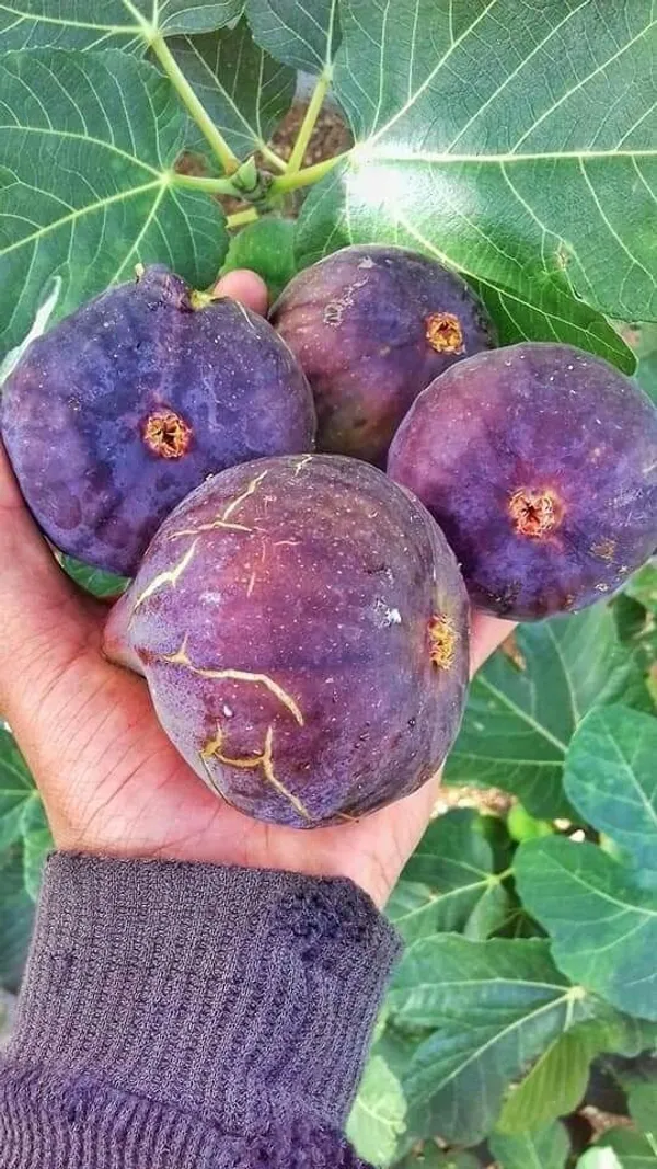 Black_Fig_(Anjeer)_Fruit_Tree_Plant_-_Healthy,_Fruit-Bearing_Plant_for_Home_Garden