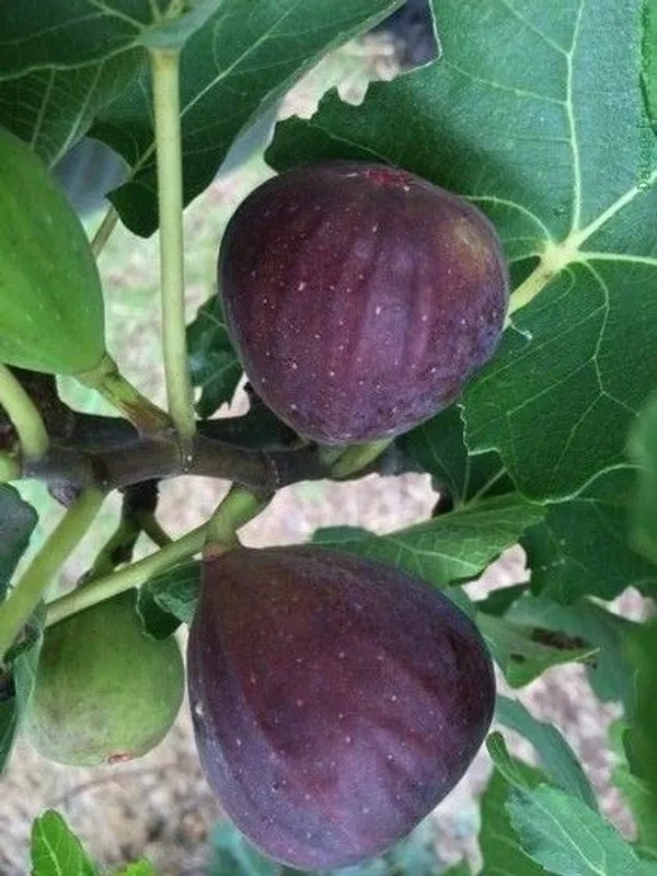 Black_Fig_(Anjeer)_Fruit_Tree_Plant_-_Healthy,_Fruit-Bearing_Plant_for_Home_Garden