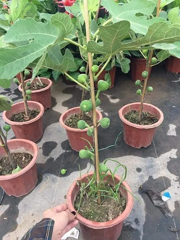 Black_Fig_(Anjeer)_Fruit_Tree_Plant_-_Healthy,_Fruit-Bearing_Plant_for_Home_Garden