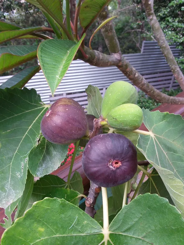 Black_Fig_(Anjeer)_Fruit_Tree_Plant_-_Healthy,_Fruit-Bearing_Plant_for_Home_Garden