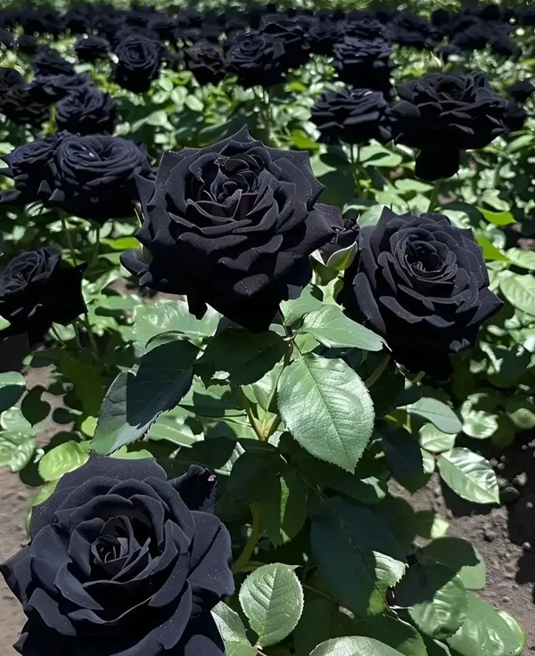 Black_Rose_Flowering_Plant_For_Home_Garden_(Pack_Of_1)