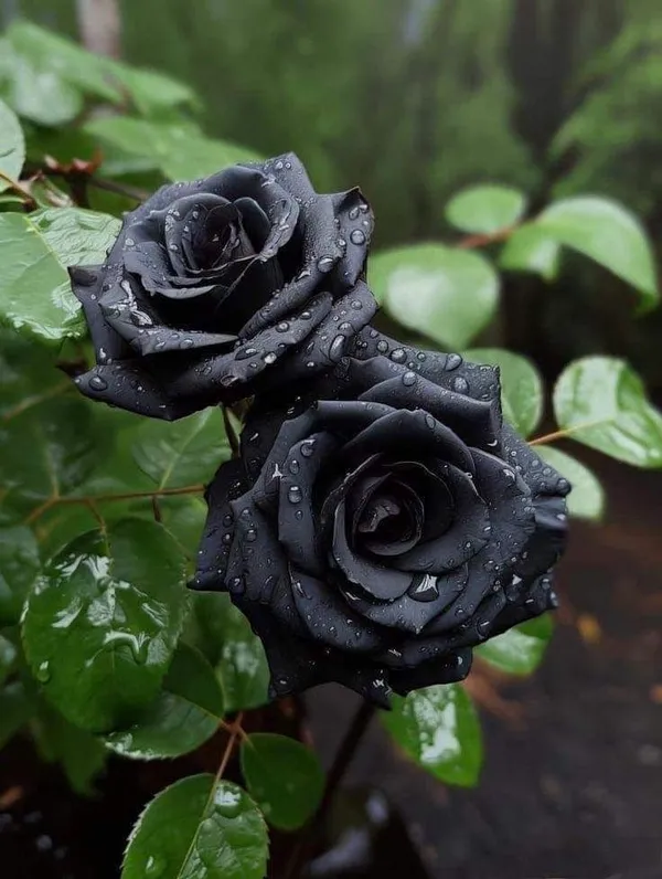 Black_Rose_Flowering_Plant_For_Home_Garden_(Pack_Of_1)