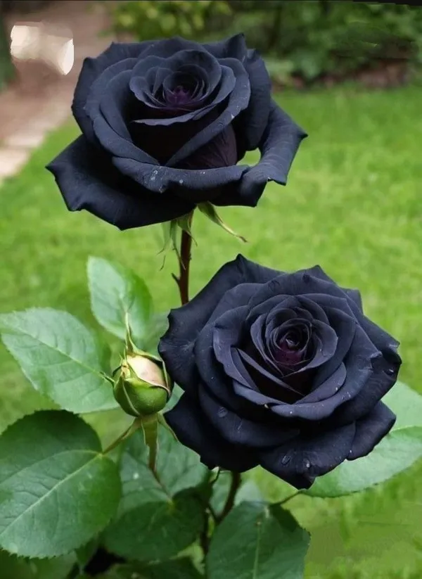 Black_Rose_Flowering_Plant_For_Home_Garden_(Pack_Of_1)