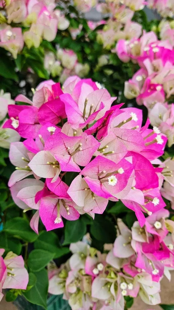 Bougainvillea_Bicolor_Flower_Plant_&_Tree_For_Gardening_(Pack_Of_1)