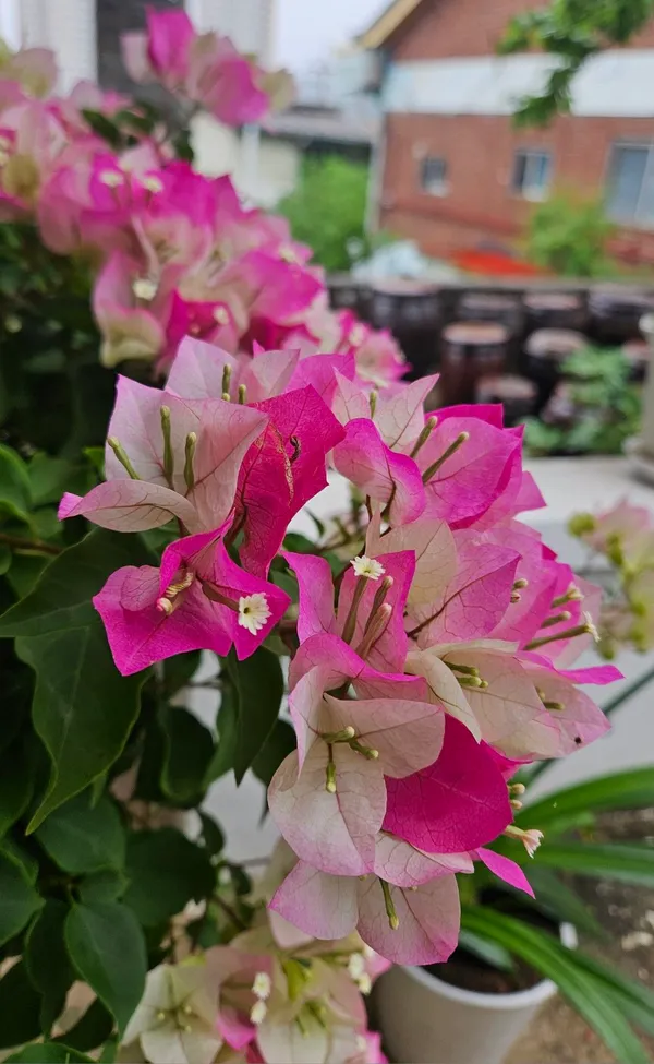 Bougainvillea_Bicolor_Flower_Plant_&_Tree_For_Gardening_(Pack_Of_1)