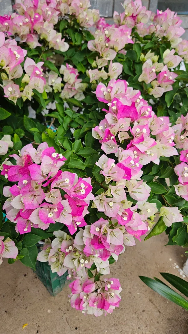 Bougainvillea_Bicolor_Flower_Plant_&_Tree_For_Gardening_(Pack_Of_1)