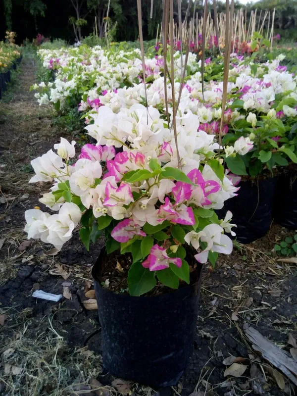 Bougainvillea_Bicolor_Flower_Plant_&_Tree_For_Gardening_(Pack_Of_1)