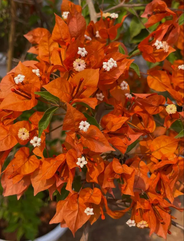 Bougainvillea_Flowering_Plant_–_Vibrant_Outdoor_Ornamental_Vine_|_Easy_to_Grow_|_Perfect_for_Garden,_Balcony_&_Fence_Decoration