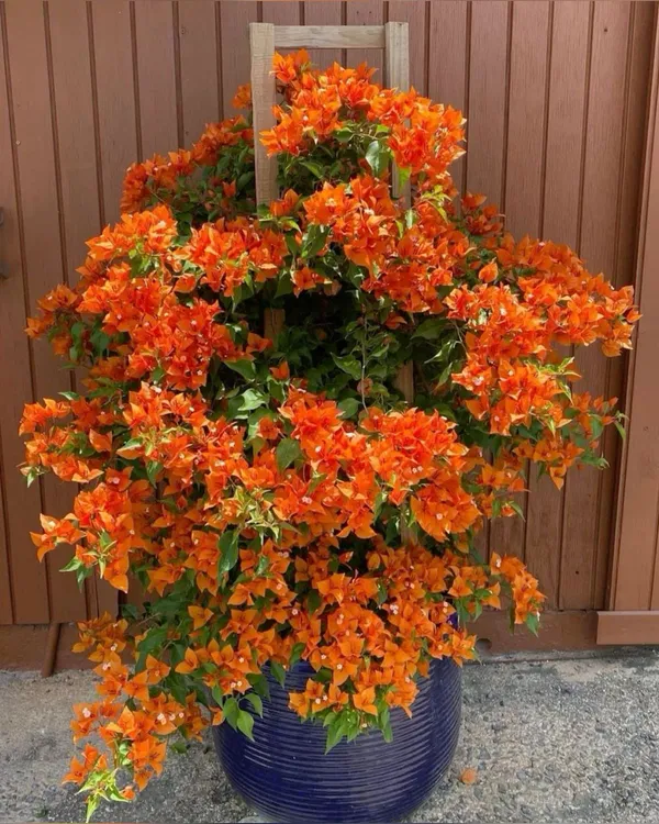 Bougainvillea_Flowering_Plant_–_Vibrant_Outdoor_Ornamental_Vine_|_Easy_to_Grow_|_Perfect_for_Garden,_Balcony_&_Fence_Decoration