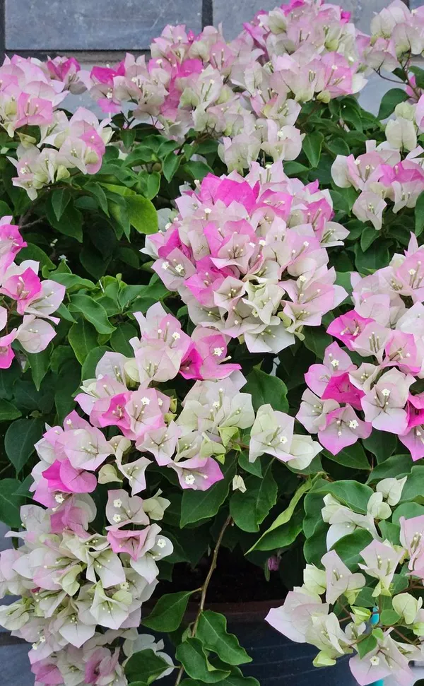 Bougainvillea_Flowering_Plant