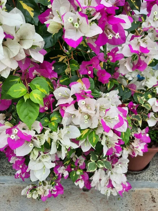 Bougainvillea_Flowering_Plant