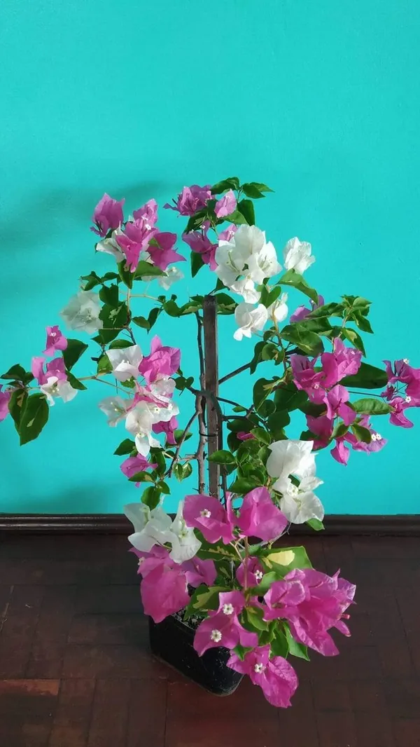 Bougainvillea_Flowering_Plant