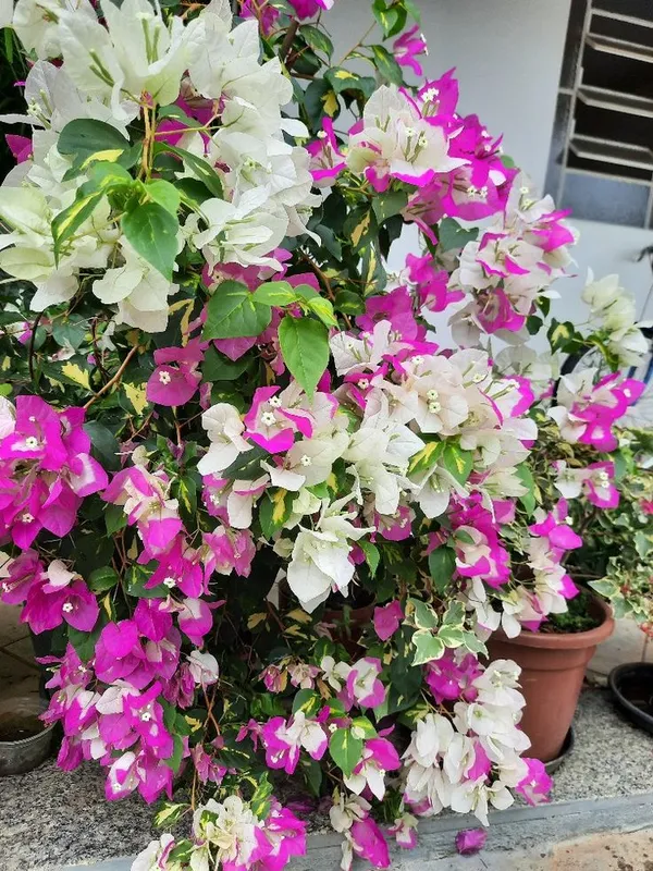 Bougainvillea_Flowering_Plant