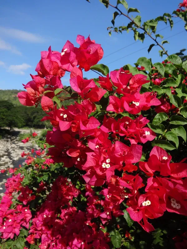 Bougainvillea_Flower_Plant_–Bright_Blooms_Tropical_Climber_|_Low_Maintenance_Garden_Plant_(Pack_Of_1)