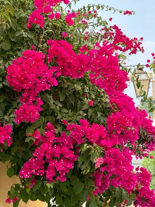 Bougainvillea_Flower_Plant_–Bright_Blooms_Tropical_Climber_|_Low_Maintenance_Garden_Plant_(Pack_Of_1)