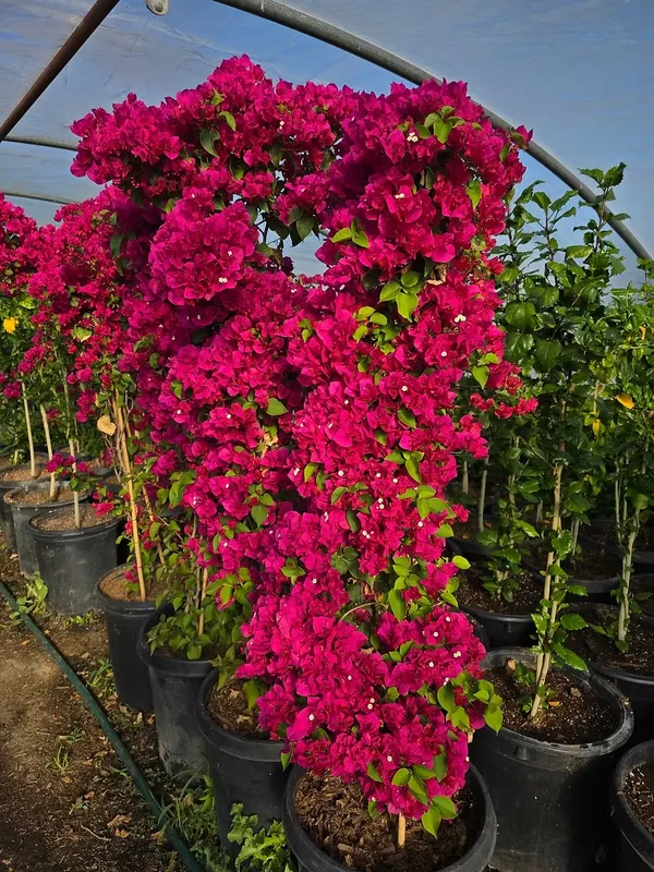 Bougainvillea_Flower_Plant_–Bright_Blooms_Tropical_Climber_|_Low_Maintenance_Garden_Plant_(Pack_Of_1)
