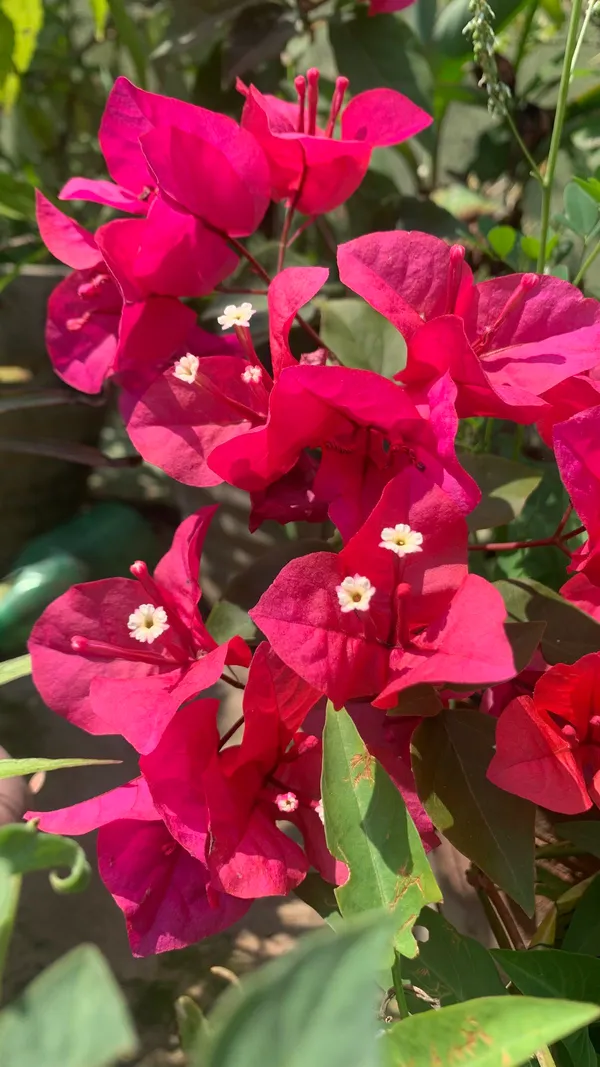 Bougainvillea_Flower_Plant_–Bright_Blooms_Tropical_Climber_|_Low_Maintenance_Garden_Plant_(Pack_Of_1)