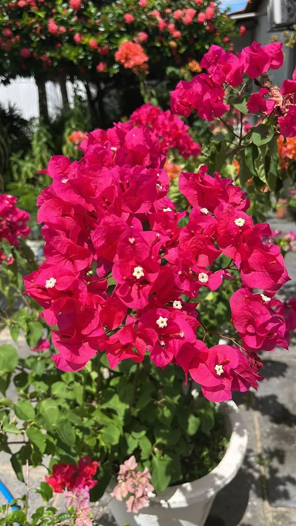 Bougainvillea_Flower_Plant_–Bright_Blooms_Tropical_Climber_|_Low_Maintenance_Garden_Plant_(Pack_Of_1)