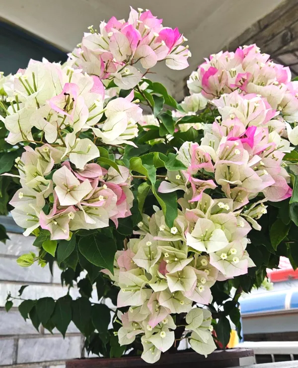Bougainvillea_Flower_Plant_–_Beautiful_Tropical_Climber_|_Low_Maintenance_Garden_Plant_with_Bright_Blooms
