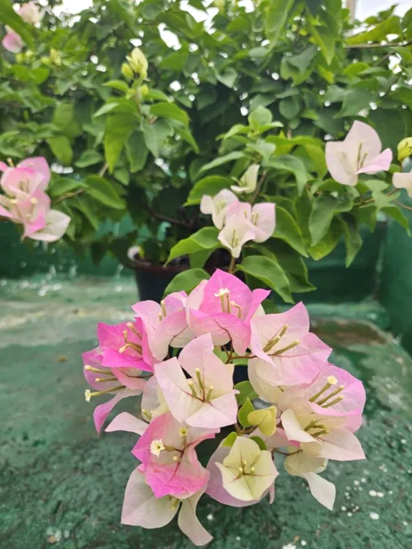 Bougainvillea_Flower_Plant_–_Beautiful_Tropical_Climber_|_Low_Maintenance_Garden_Plant_with_Bright_Blooms