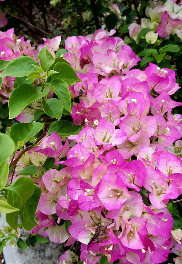 Bougainvillea_Flower_Plant_–_Beautiful_Tropical_Climber_|_Low_Maintenance_Garden_Plant_with_Bright_Blooms