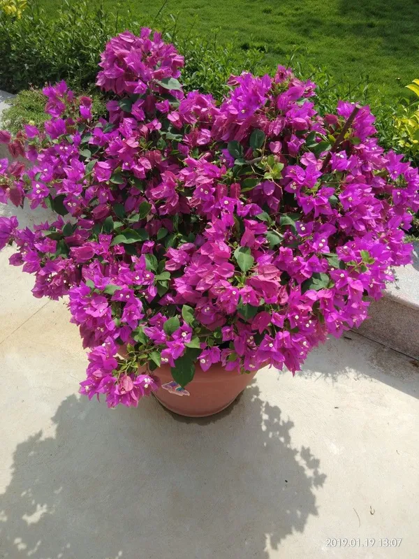 Bougainvillea_Plant_–_Colorful_Paper_Flower_Vine_for_Home_&_Garden_|_Drought-Tolerant,_Fast-Growing_Climber._Pack_Of_1